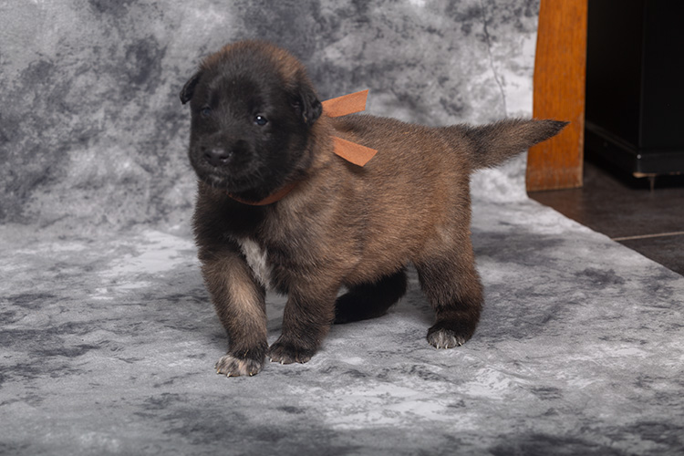 reutje bruin reutje bruin